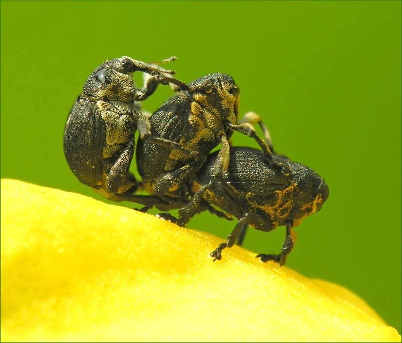 Die Drei von der Schwankstelle