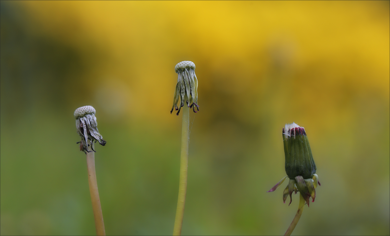 die drei von der wiese ...