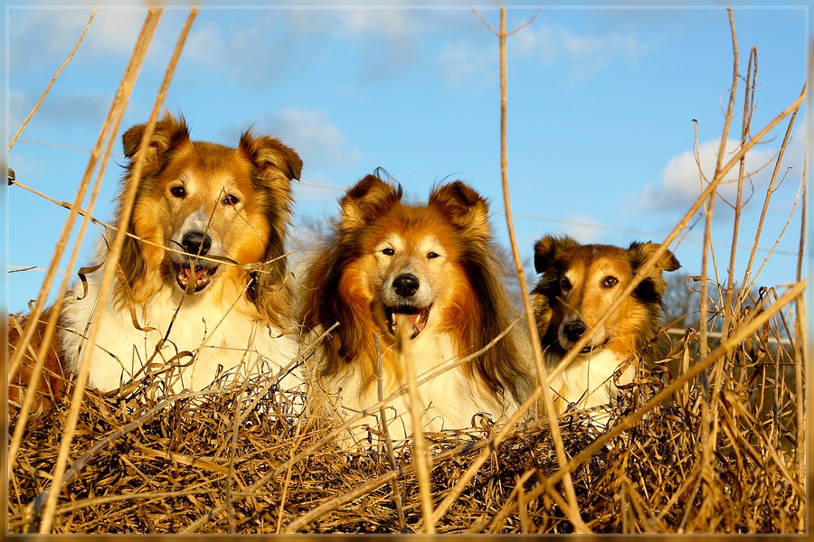 Die drei Warendorfer Collies