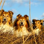 Die drei Warendorfer Collies