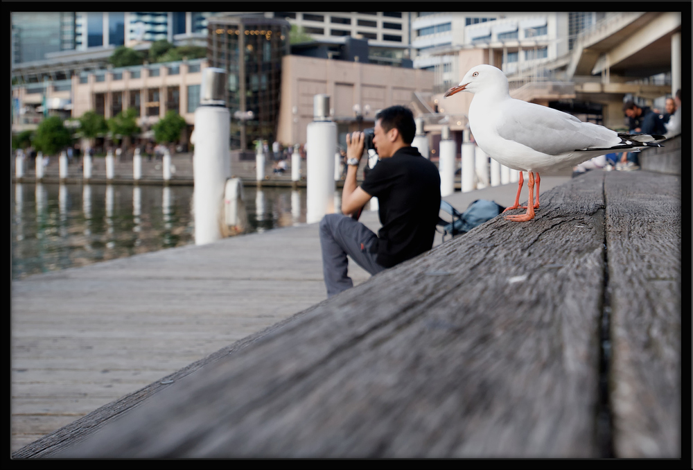 Die dreibeinige Möwe und der Japaner... Darling Habour