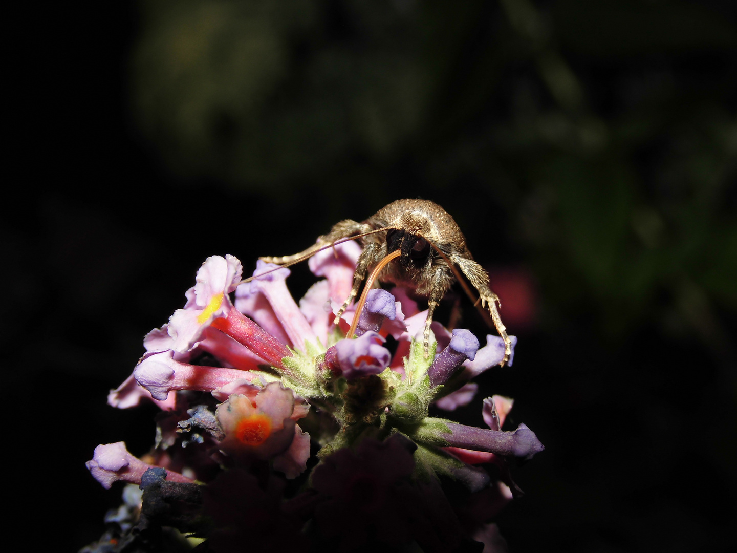 Die Dreipunkt-Glanzeule (Amphipyra tragopoginis)