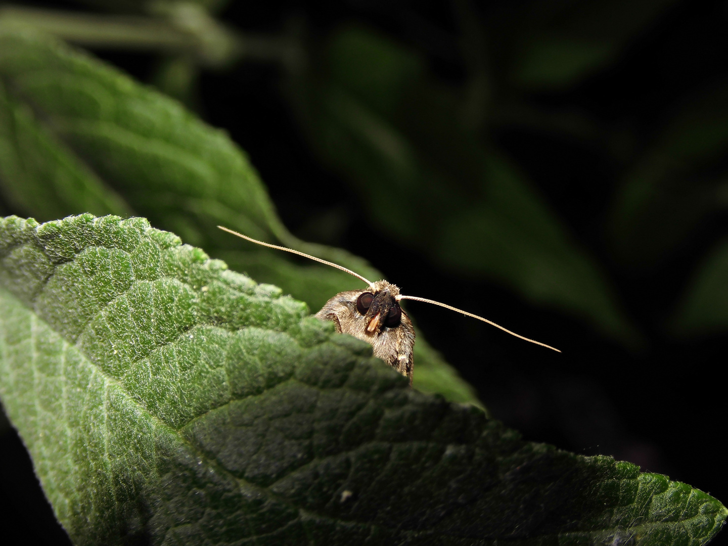 Die Dreipunkt-Glanzeule (Amphipyra tragopoginis)