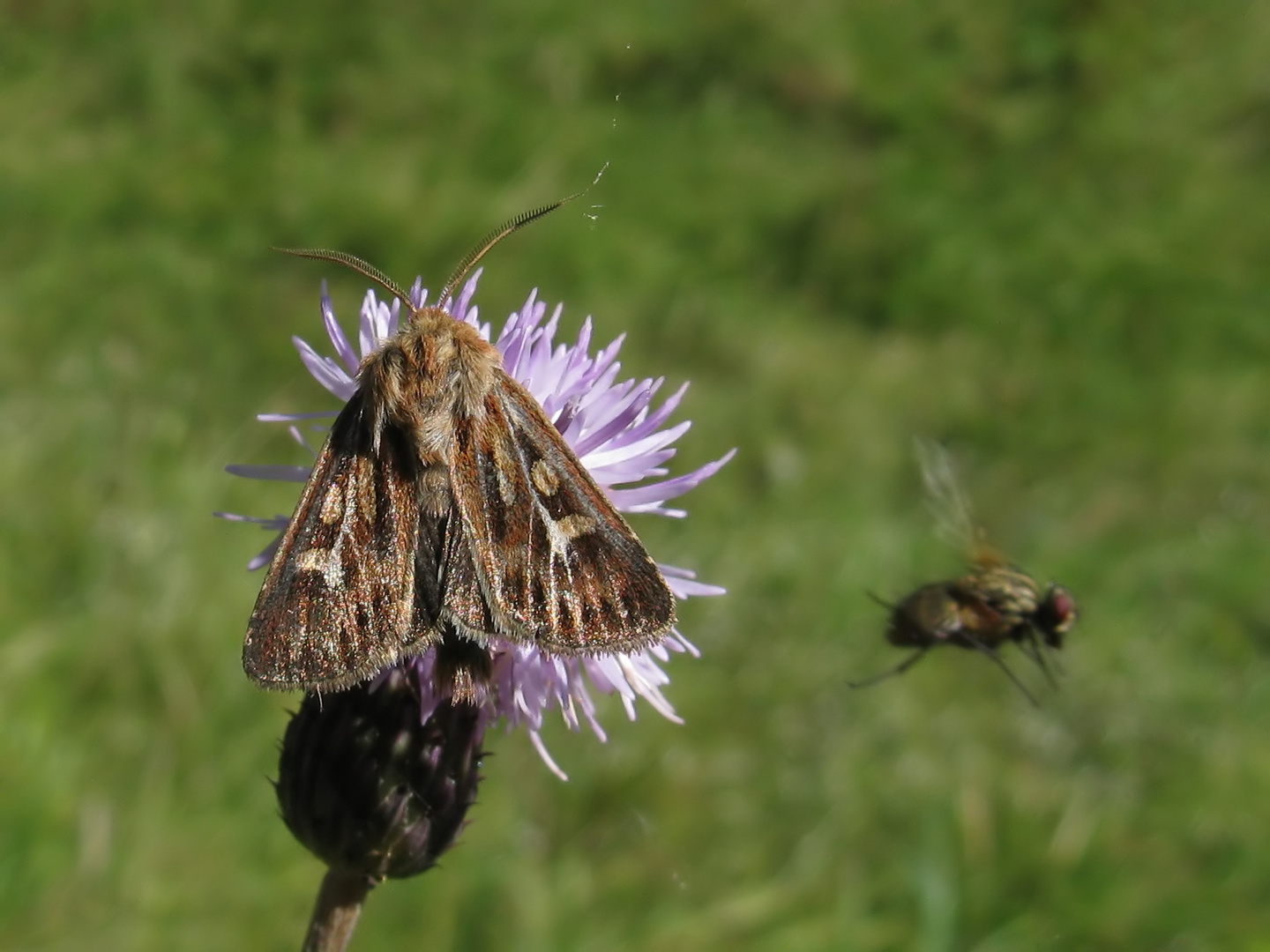 Die Dreizack-Graseule (Cerapteryx graminis )...