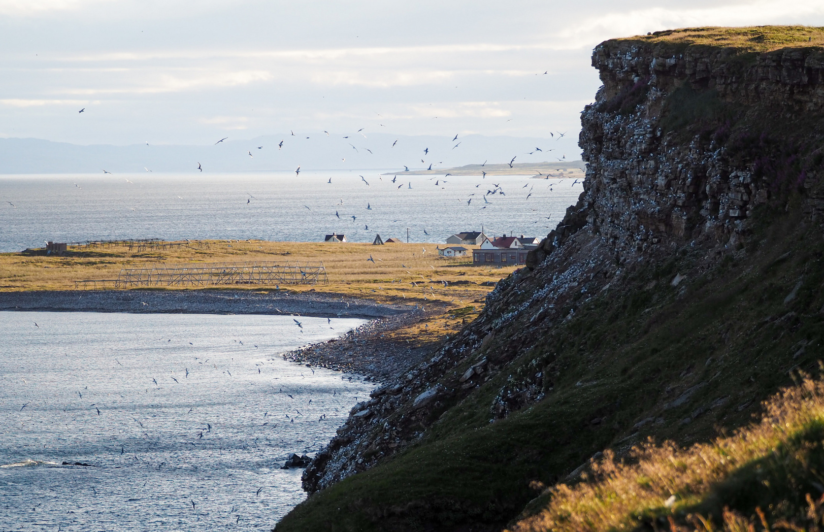 Die Dreizehenmöwenkolonie Varanger Ekkerøy