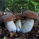 Am Lappwald
