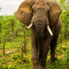 Die dritte Aufnahme des Elefanten aus dem Busch ... (3)
