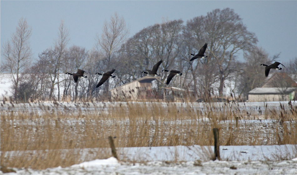 Die dritte Branta-Art