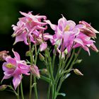 Die dritte Farbe im Balkonkasten: die rosa Akelei ...