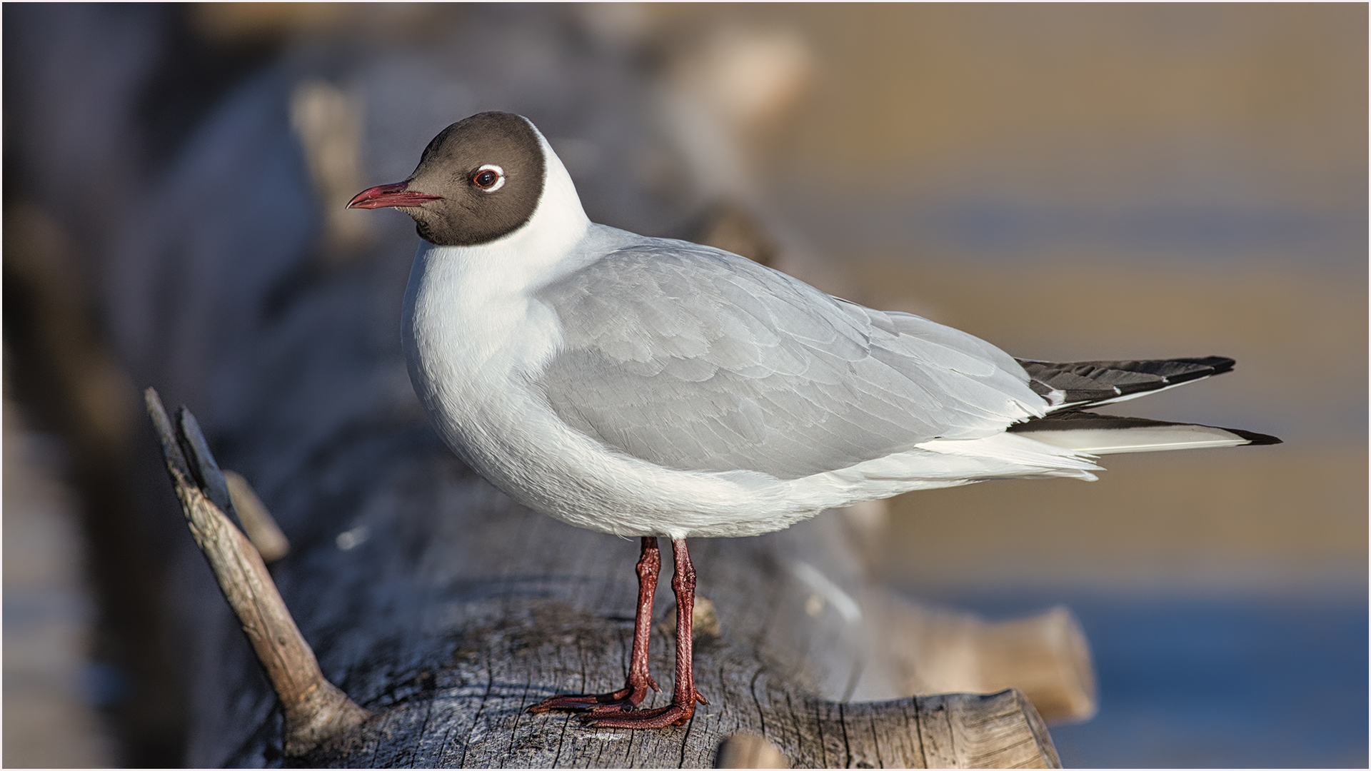 Die dritte Möwe