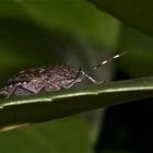 Die dritte Wanzenart dieses Jahr im Garten: Die Gartenwanze (Rhaphigaster nebulos)