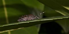 Die dritte Wanzenart dieses Jahr im Garten: Die Gartenwanze (Rhaphigaster nebulos)