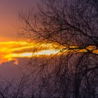 die Dübener Heide am Abend