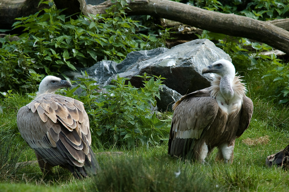 Die Duellanten