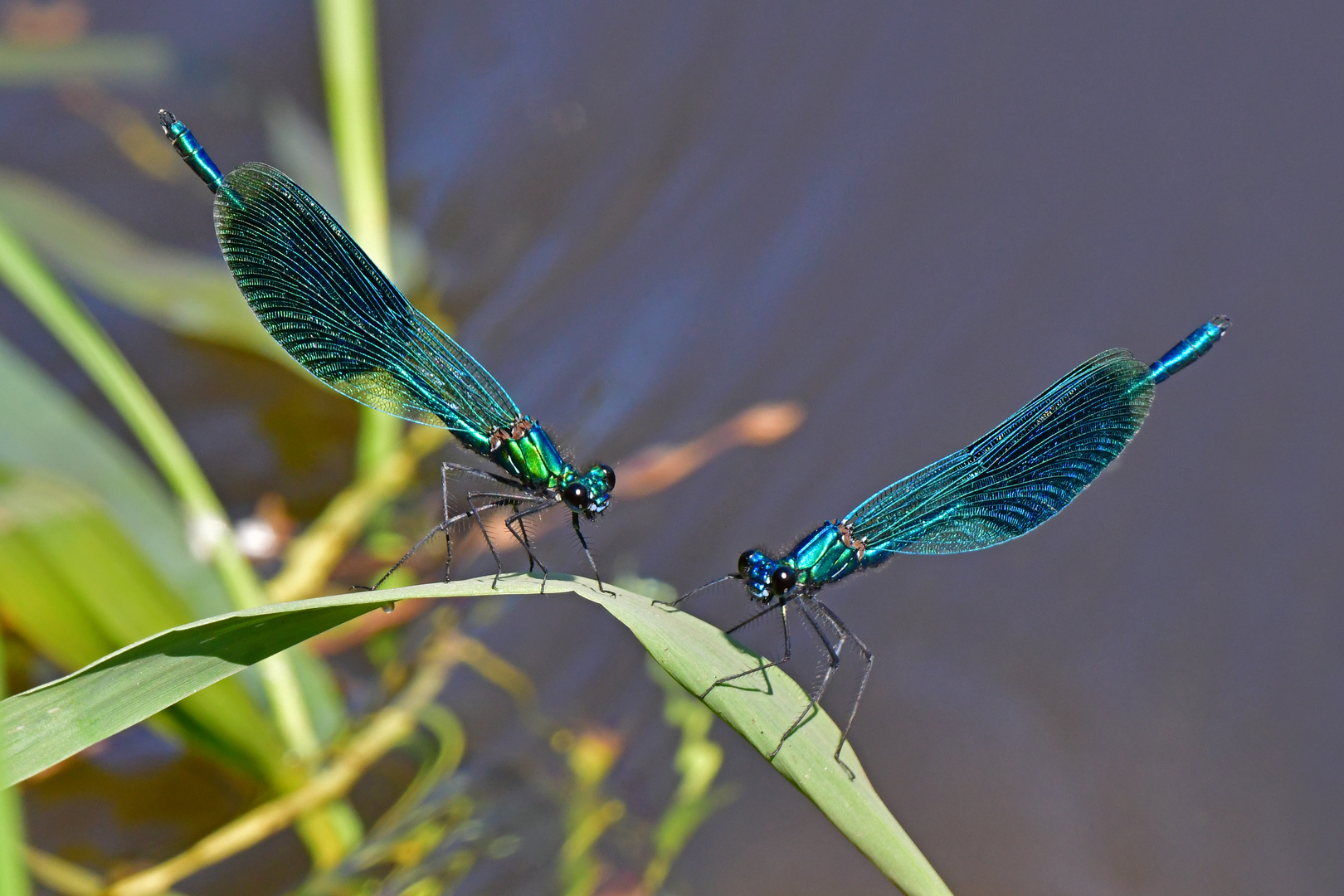 Die Duellanten stellen sich vor (Calopteryx splendens)