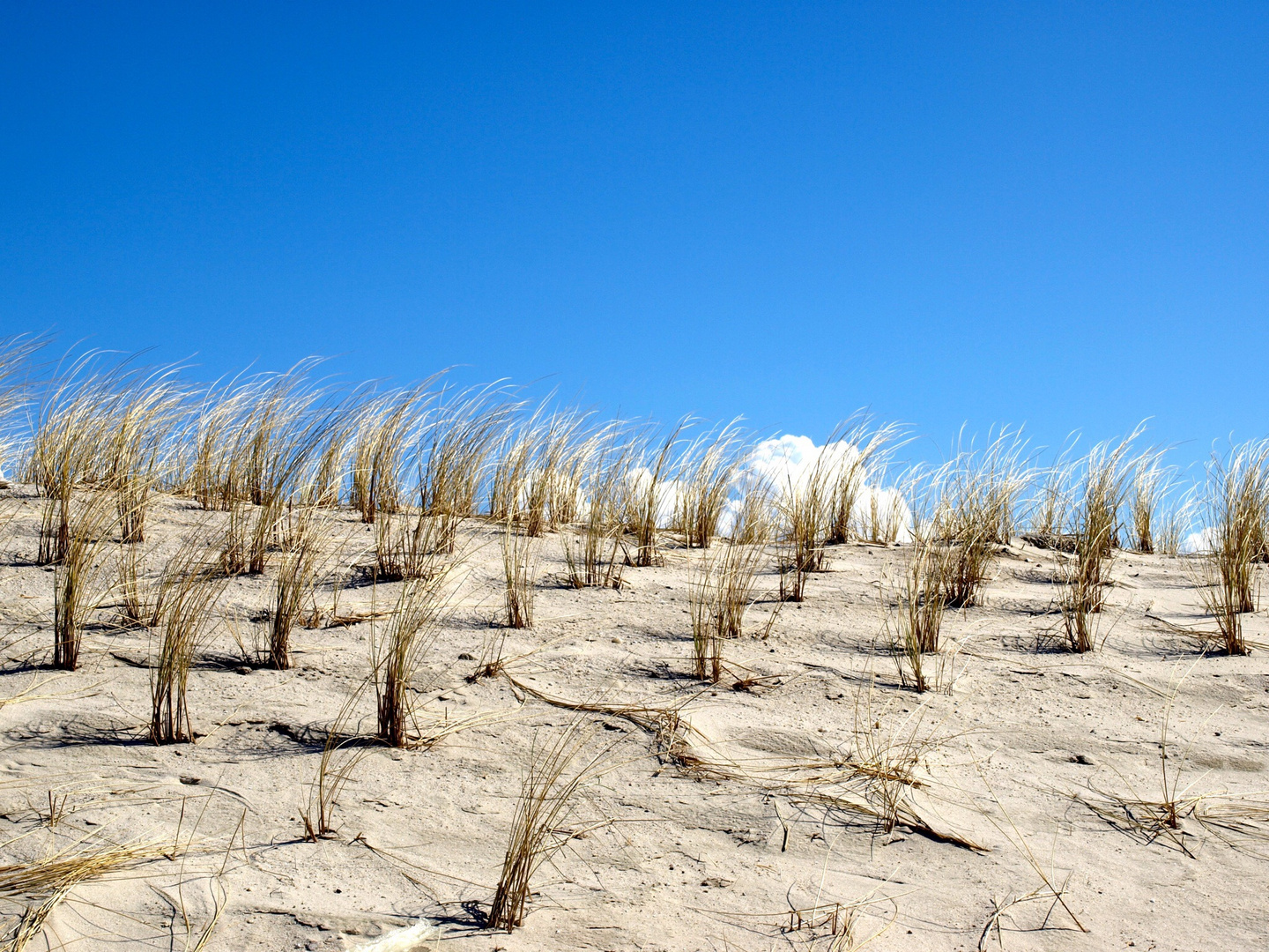 Die Düne wächst