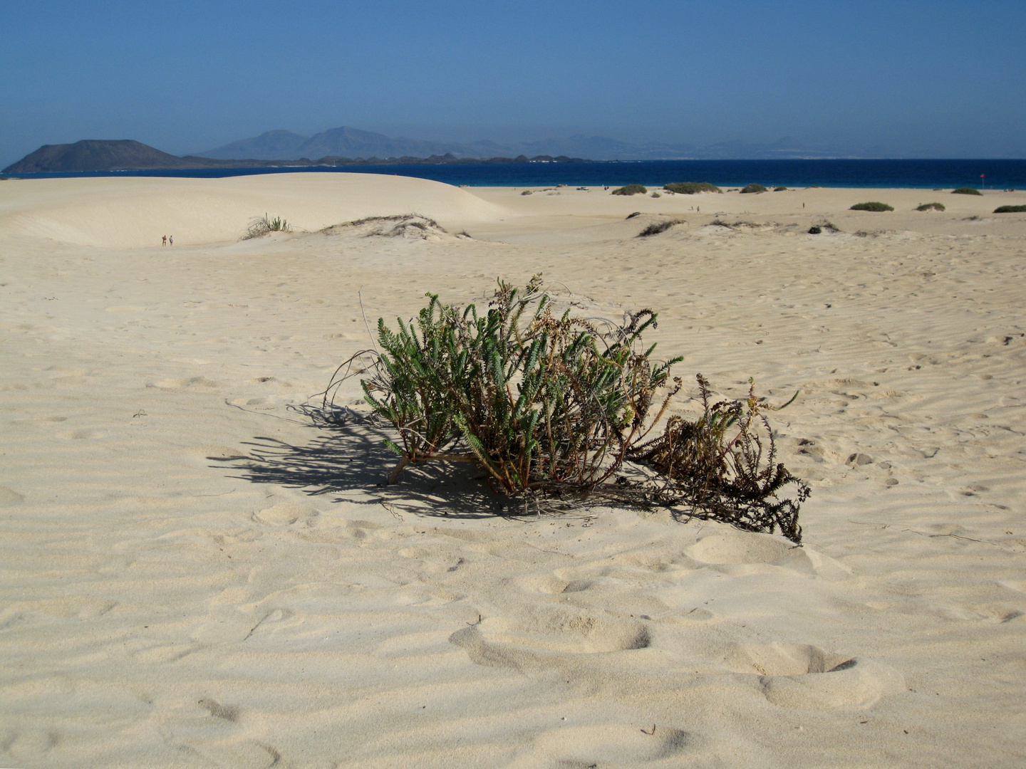 Die Dünen von Corralejo