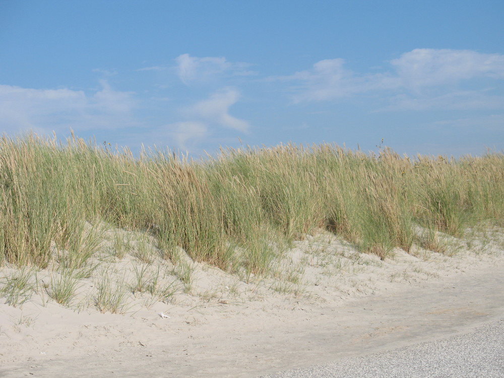 Die Dünen von Norderney