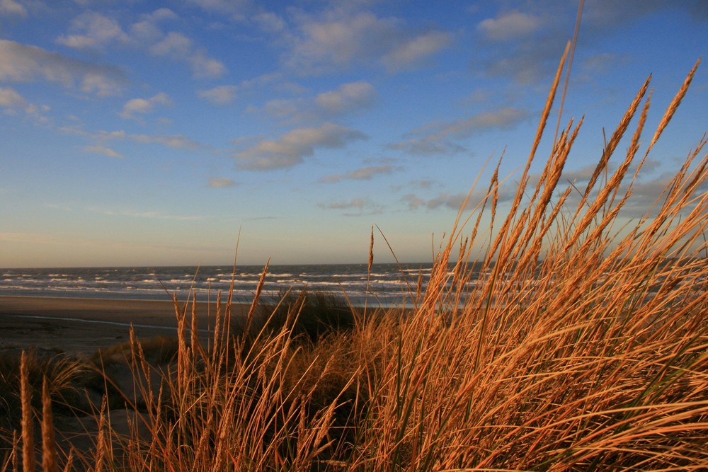 Die Dünen von Tversted in der Sonne