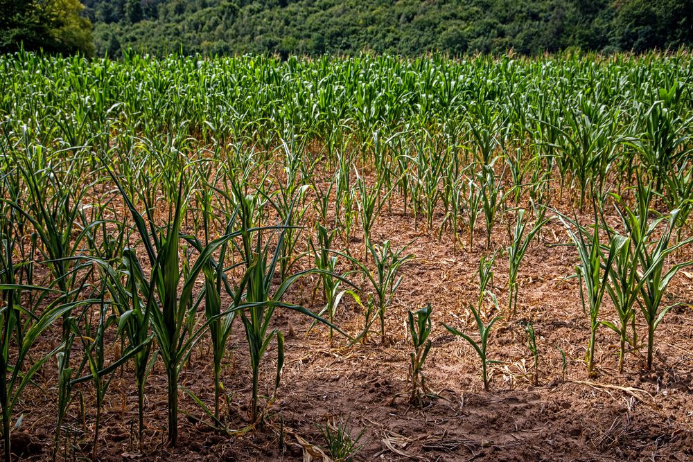 Die Dürre Foto & Bild landschaft, jahreszeiten, sommer Bilder auf