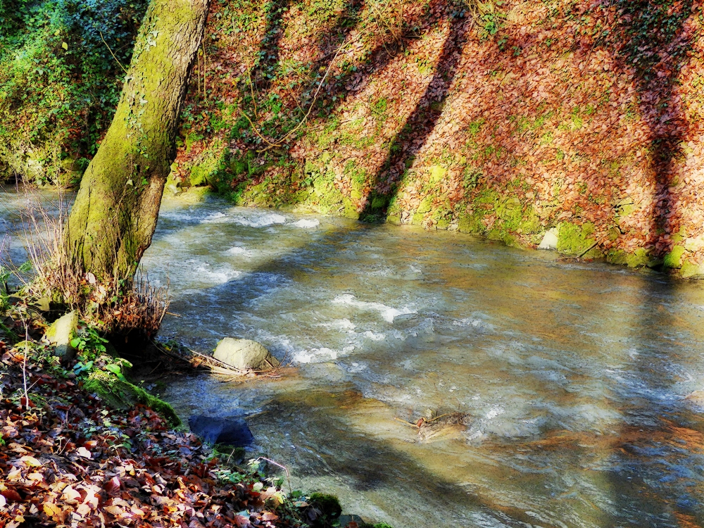 Die Düssel im Neandertal (2)