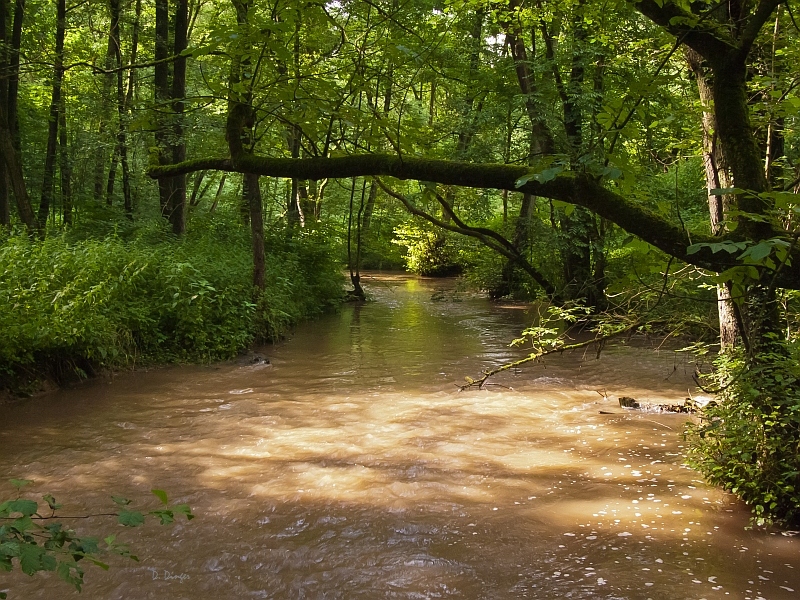 Die Düssel im Regensommer 2012