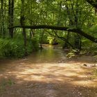 Die Düssel im Regensommer 2012