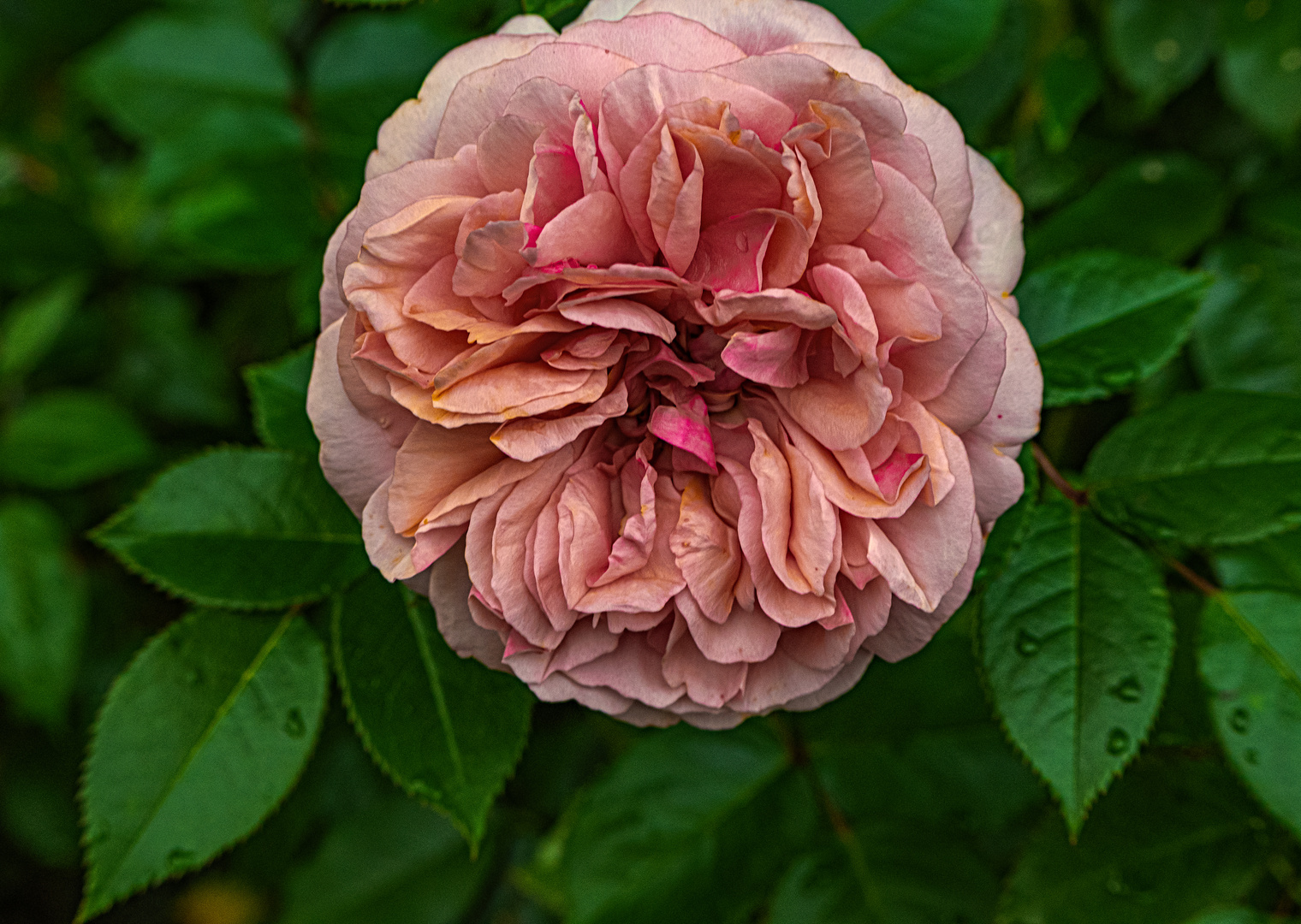 Die duftende Rose (DSC_0752)