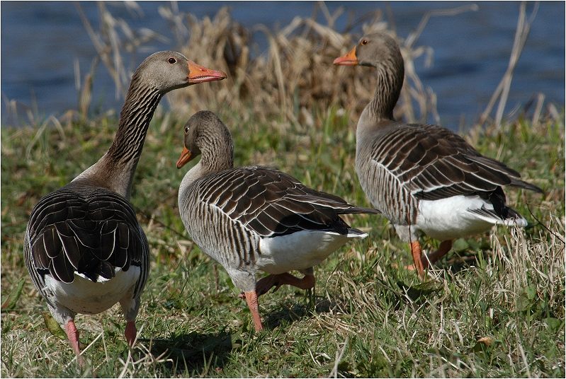 Die dummen Gänse sind ausgesprochen schlau