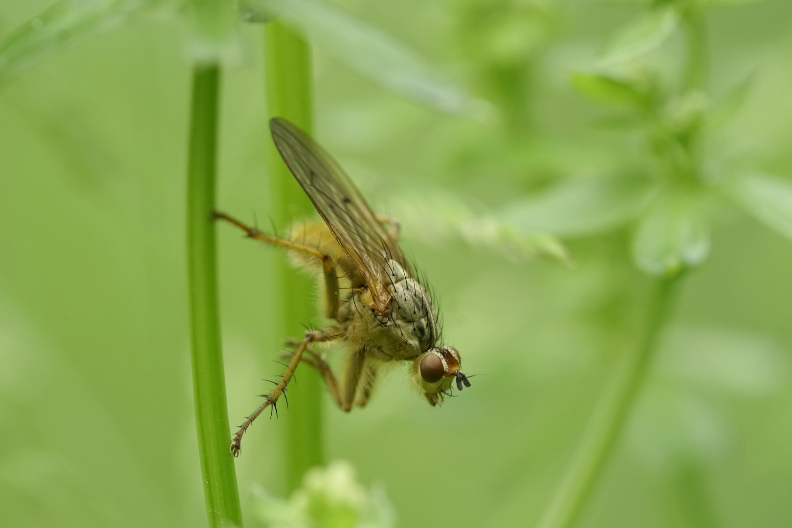 Die Dungfliege