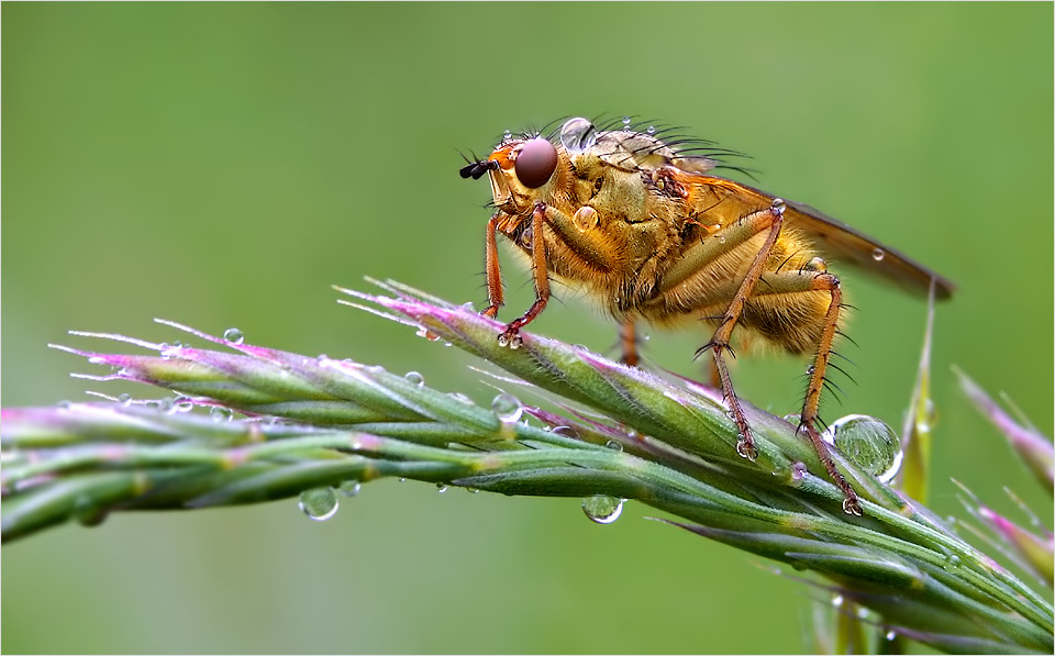 Die Dungfliege...