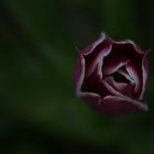 Die dunkle Seite der Tulpe