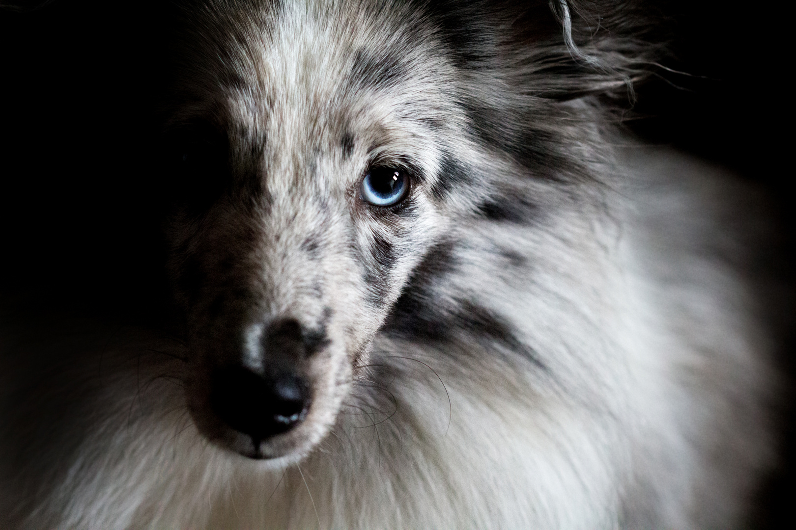 Die dunkle Seite des Shelties