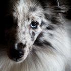 Die dunkle Seite des Shelties