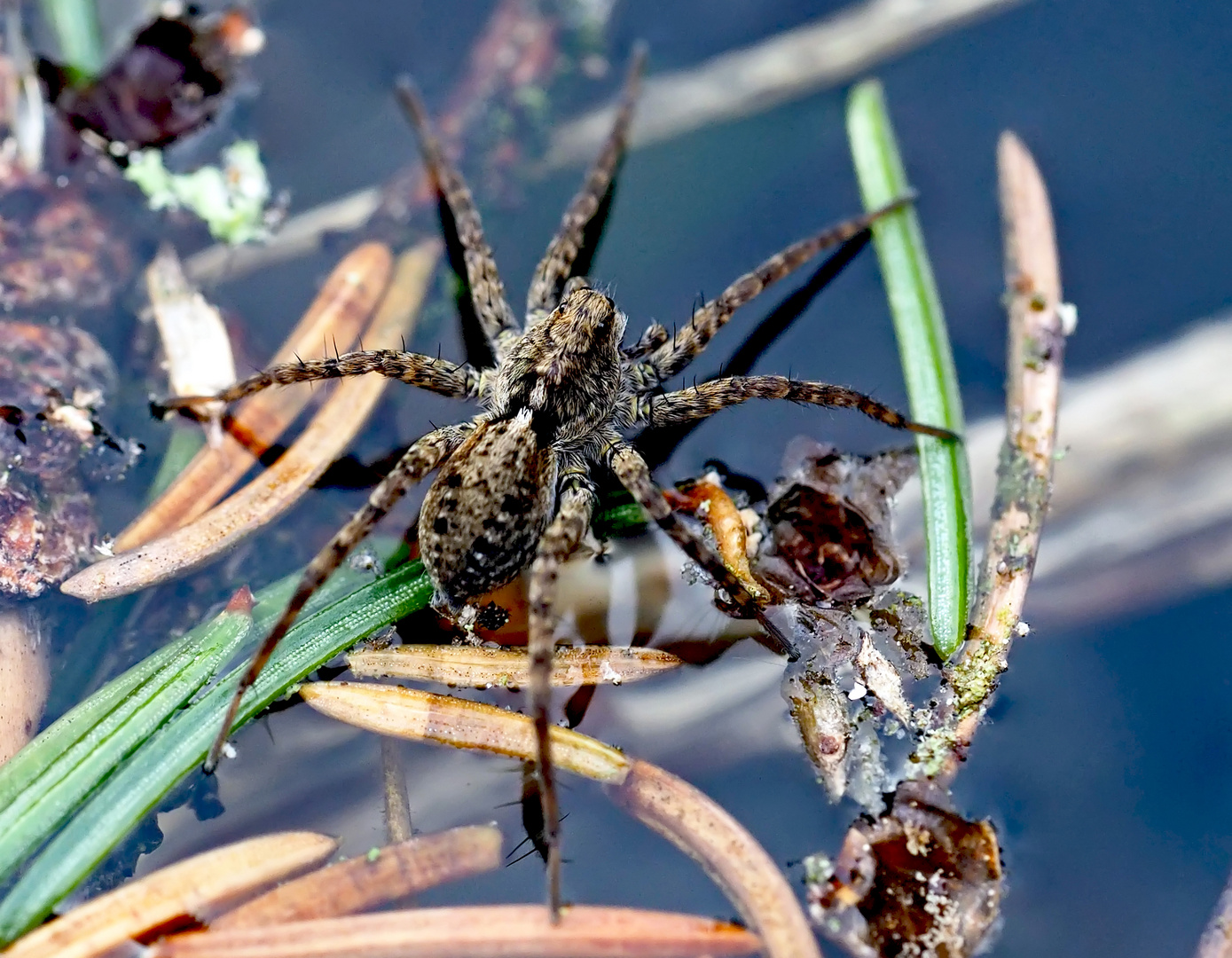 Die Dunkle Wolfspinne (Pardosa amentata)* rennt auf dem Wasser herum… - Elle court sur l'eau du lac!