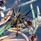 Die Dunkle Wolfspinne (Pardosa amentata)* rennt auf dem Wasser herum… - Elle court sur l'eau du lac!