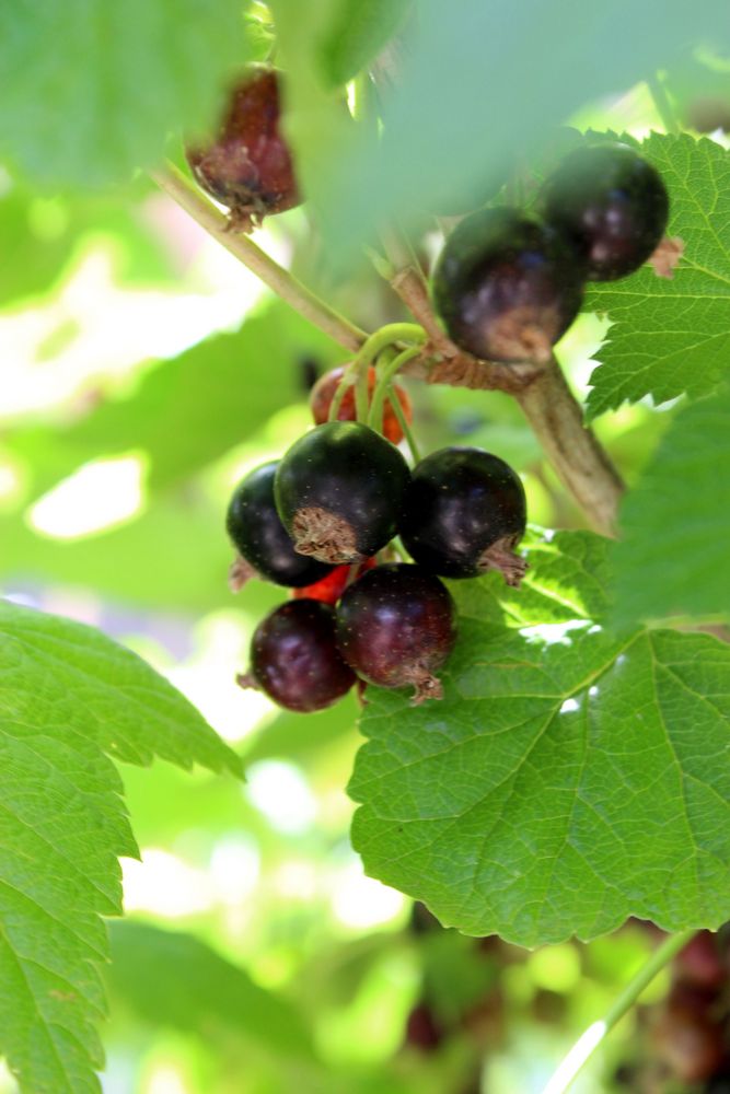 die dunklen Beeren brauchen noch etwas