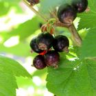 die dunklen Beeren brauchen noch etwas