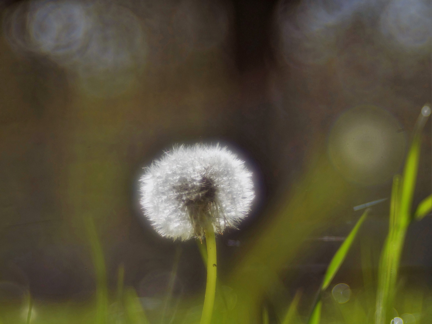 Die dunklen Tage im Sommer