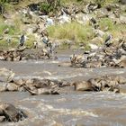 Die Durchquerung des Mara-Flusses fordert unzählige Opfer