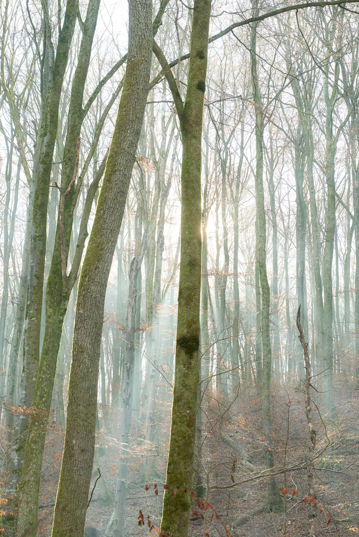 Die Durchsichtigkeit des Waldes im Winter 2 (_DSC4900)
