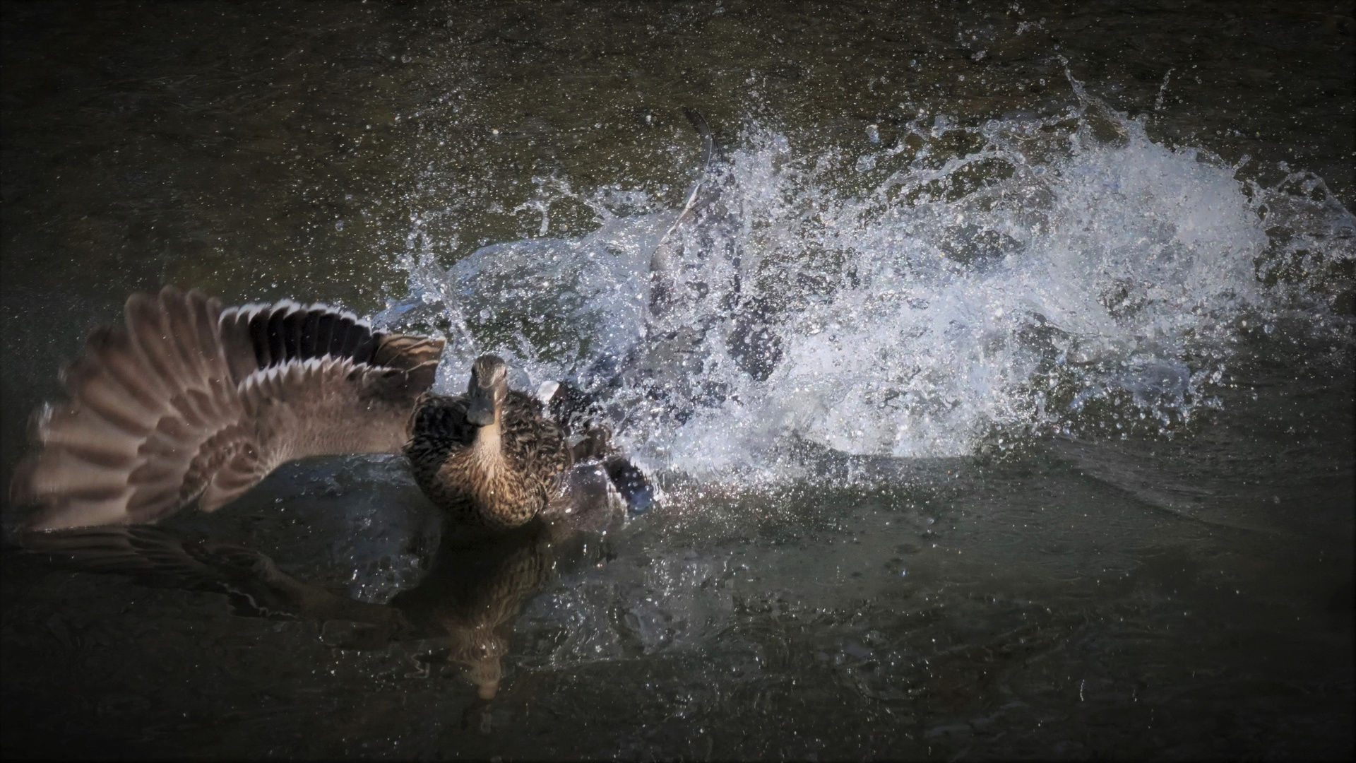 Die Dynamik der Ente