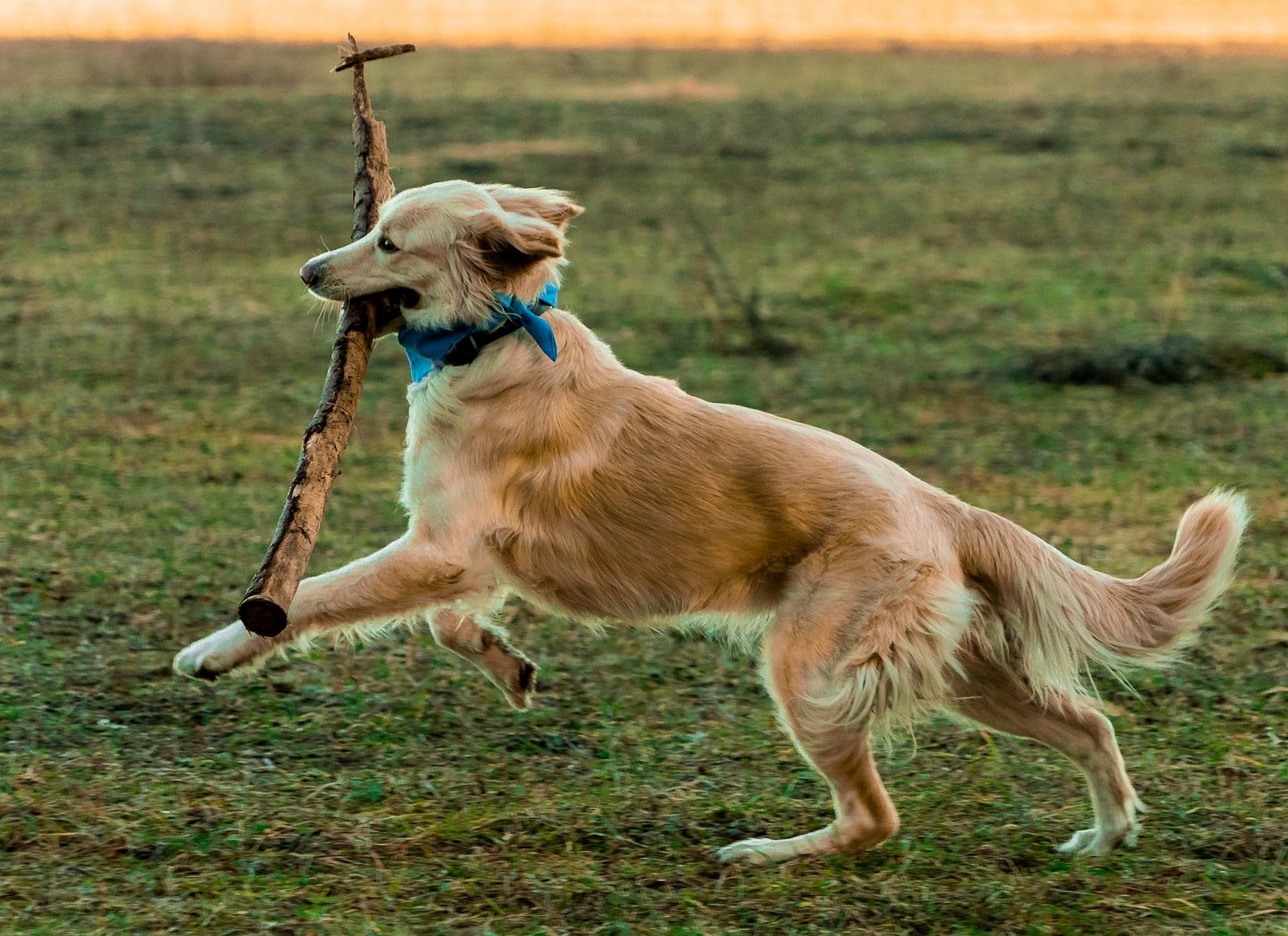 Die Dynamik eines Hundes