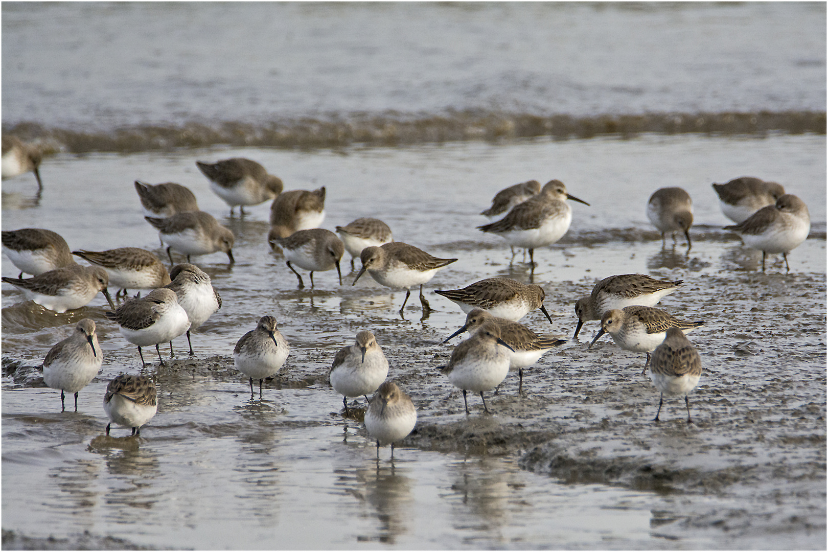 Die Ebbe nutzen die Alpenstrandläufer (Calidris alpina) (1). . .