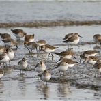 Die Ebbe nutzen die Alpenstrandläufer (Calidris alpina) (1). . .