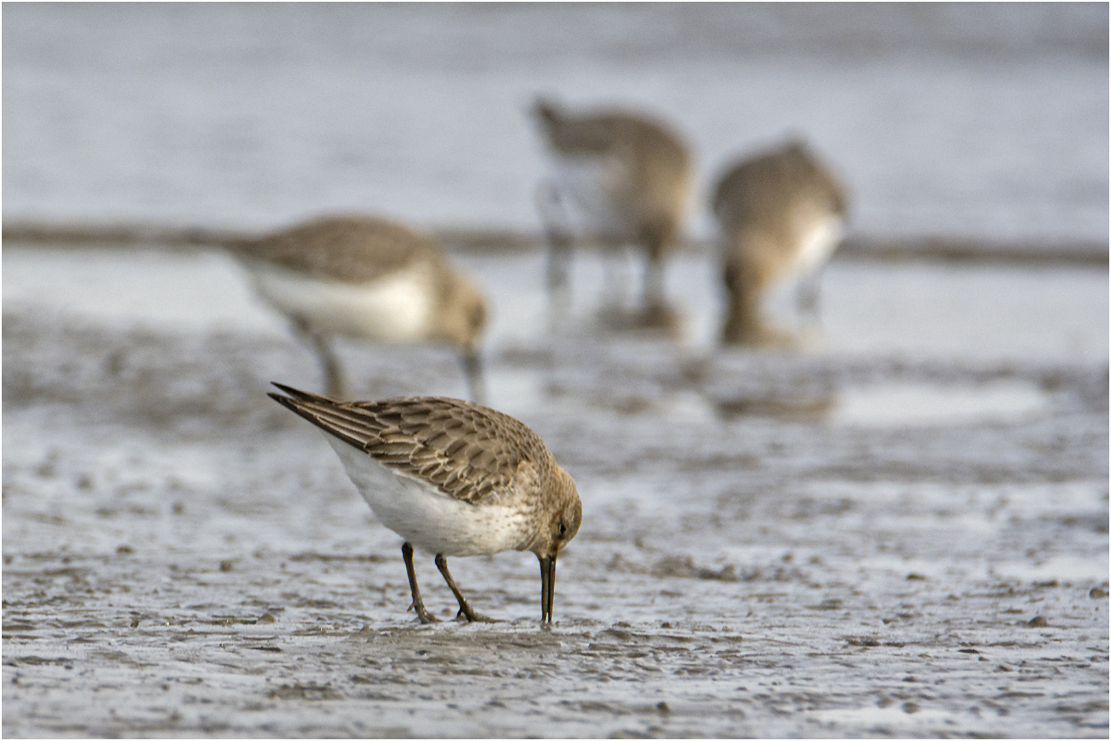 Die Ebbe nutzen die Alpenstrandläufer (Calidris alpina) (2) . . .