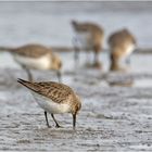 Die Ebbe nutzen die Alpenstrandläufer (Calidris alpina) (2) . . .