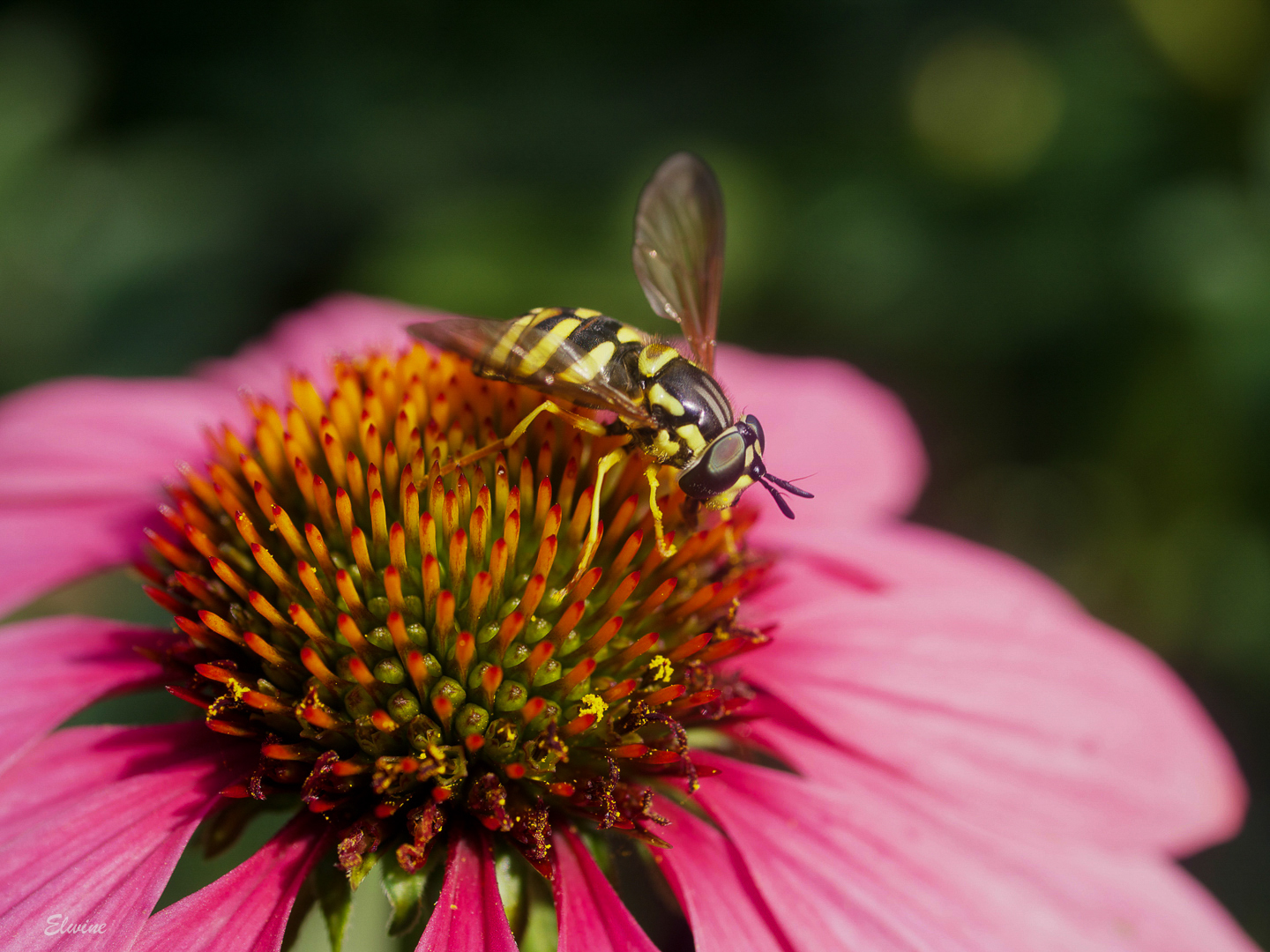 Die Echinacea und die Schwebfliege 