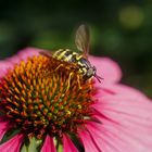 Die Echinacea und die Schwebfliege 