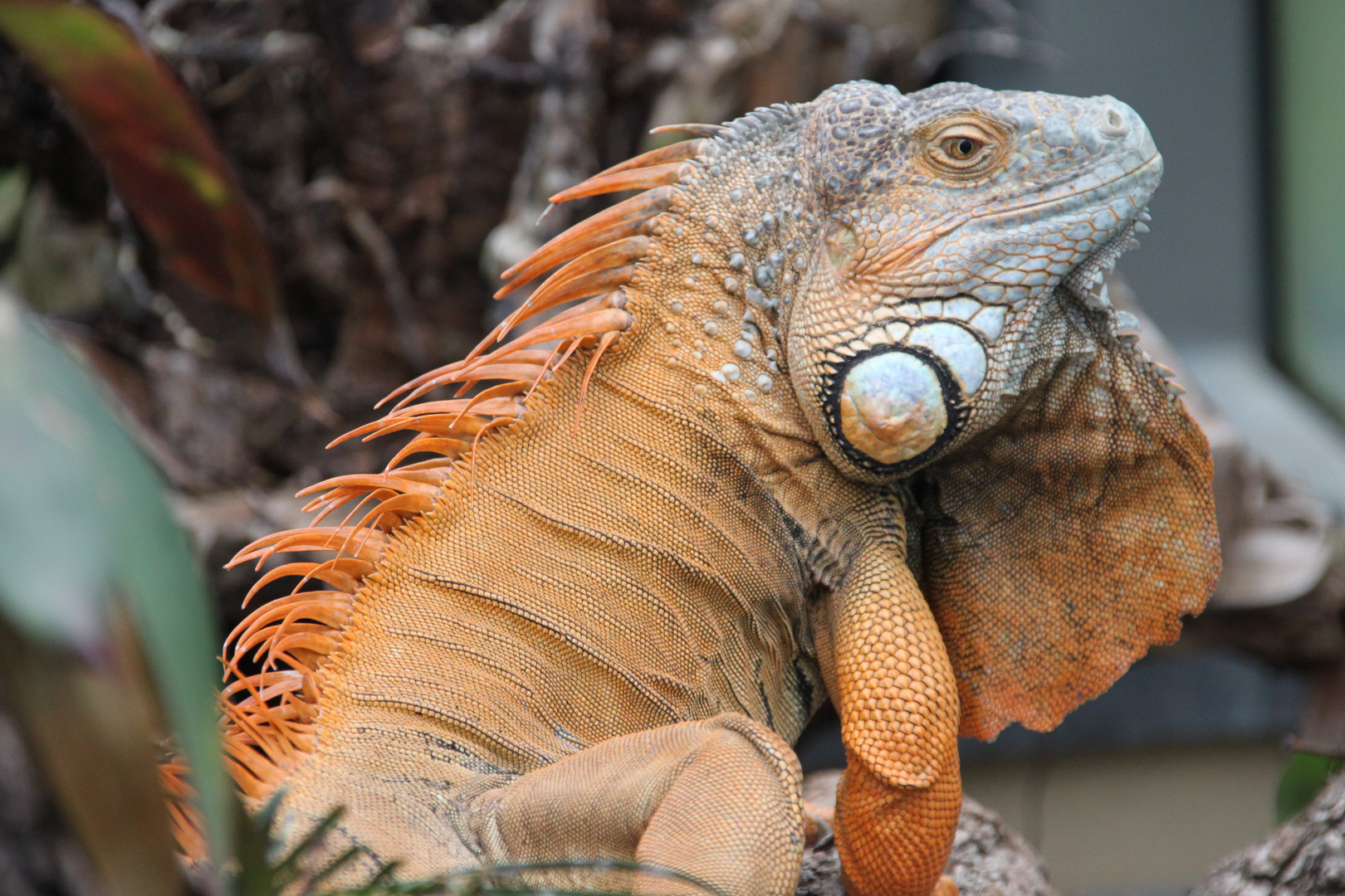 Die Echse Foto & Bild | tiere, zoo, wildpark & falknerei, amphibien ...